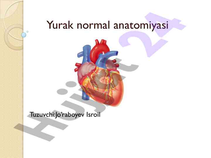 Yurak normal anatomiyasi tahlili