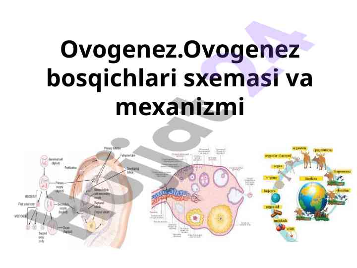 Ovogenez bosqichlari sxemasi va mexanizmi