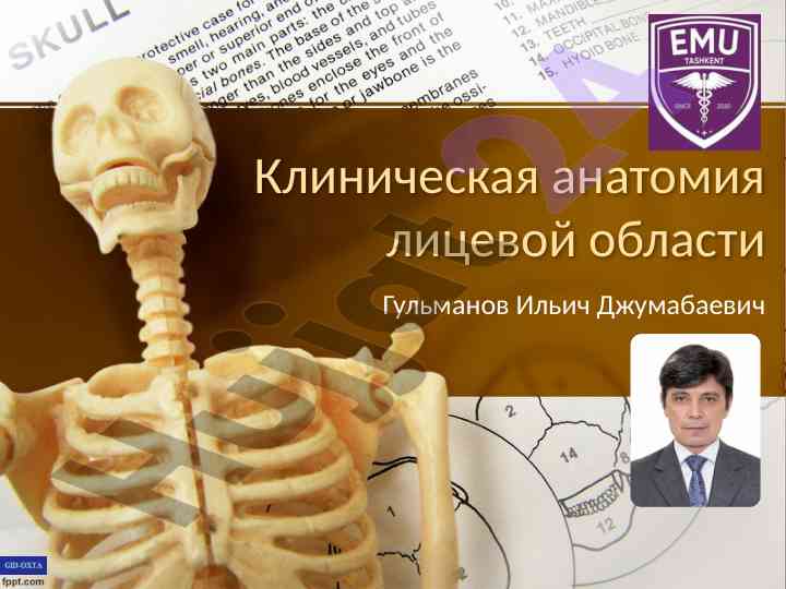 Клиническая анатомия лицевой области