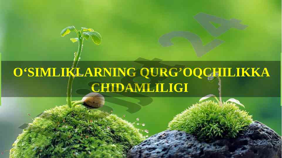 O‘simliklarning qurg‘oqchilikka chidamliligi tahlili