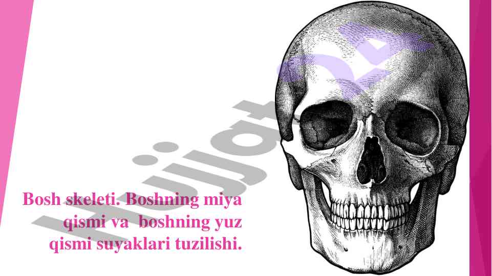 Bosh skeleti tuzilishi va ahamiyati