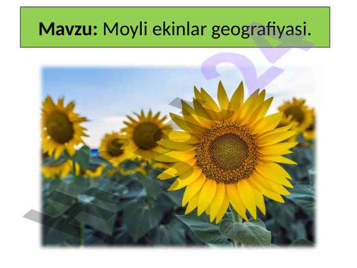 Moyli ekinlar geografiyasi tahlili