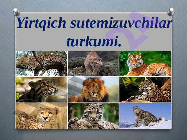 Yirtqich s uterim izuvchilar turkumi ta’lim darslari