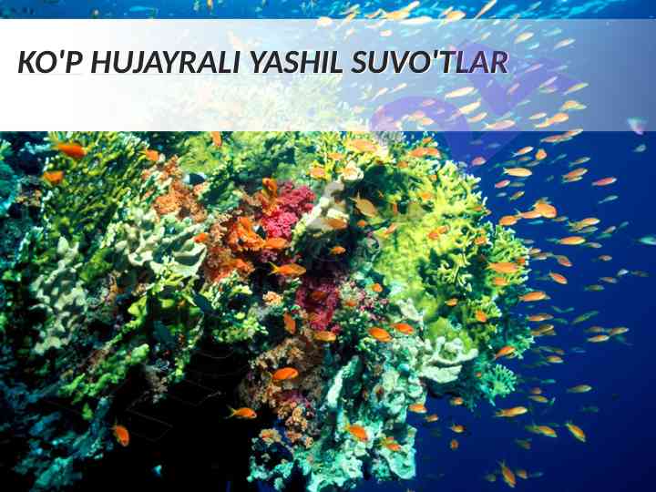 Ko'p hujayrali yashil suvo'tlar turlari va o'sish