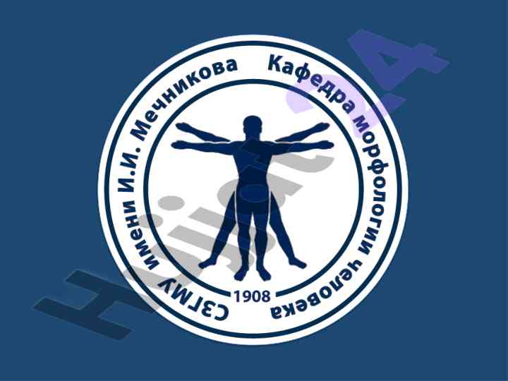 Функциональная анатомия венозной системы
