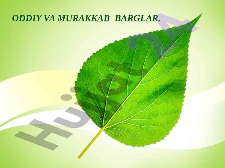 Oddiy va murakkab barglar tahlili