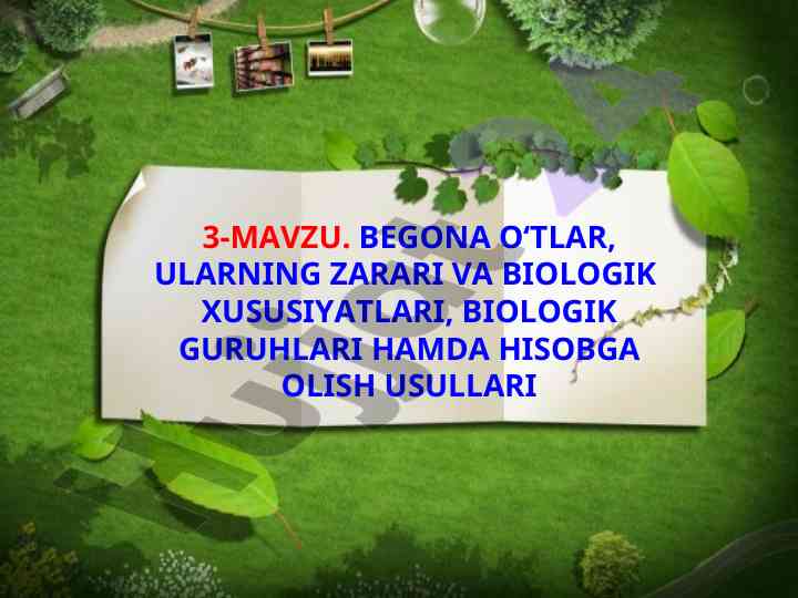 Begona o'tlar va ularning zarari haqida ma'lumotlar