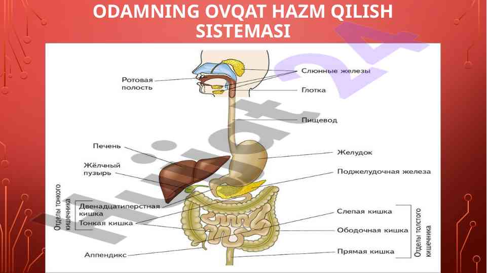 Odamning ovqat hazm qilish sistemasining muhimligi