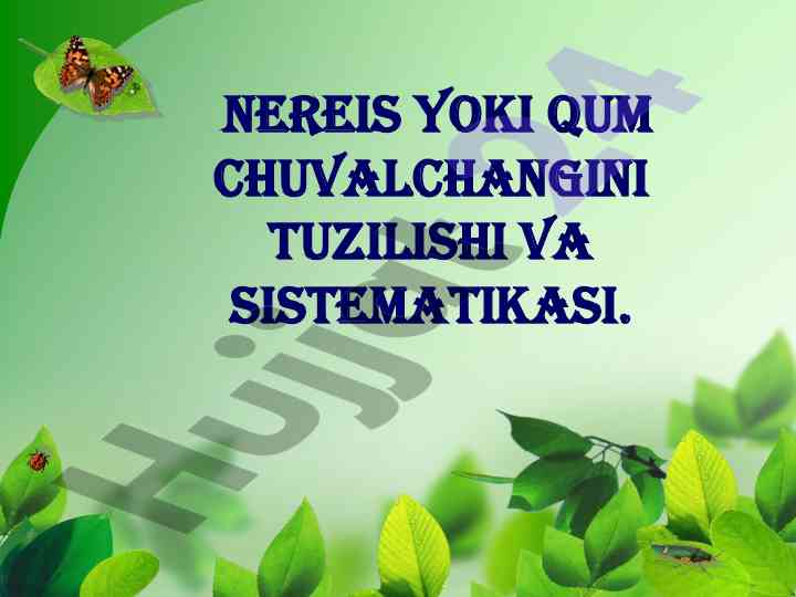 Yomg’ir chuvalchangi tuzilishi va sistematikasi