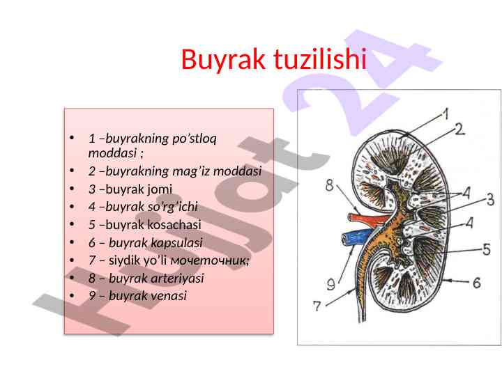 Buyrak tuzilishi va shikoyatlari tahlili