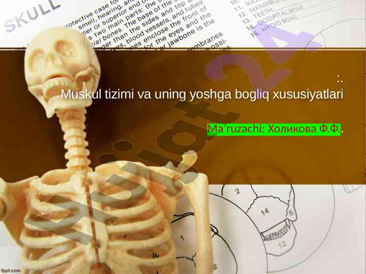 Muskul tizimi va uning yoshga bog‘liq xususiyatlari