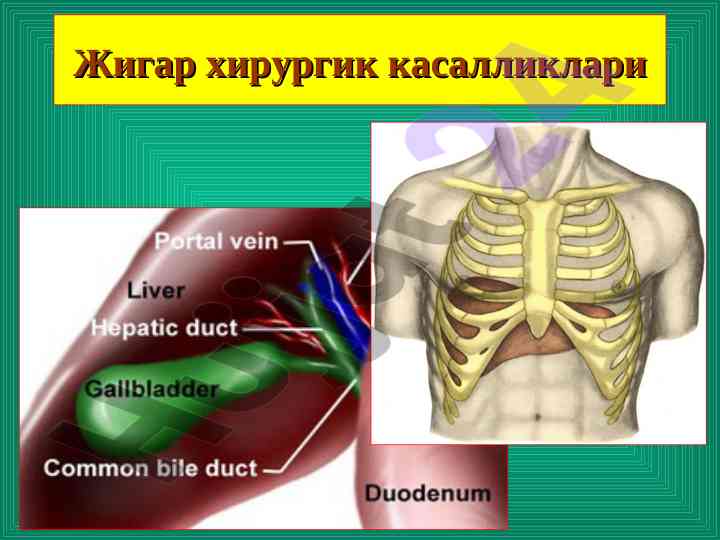 Жигар жараҳатлари механизми ва тўғри диагностика