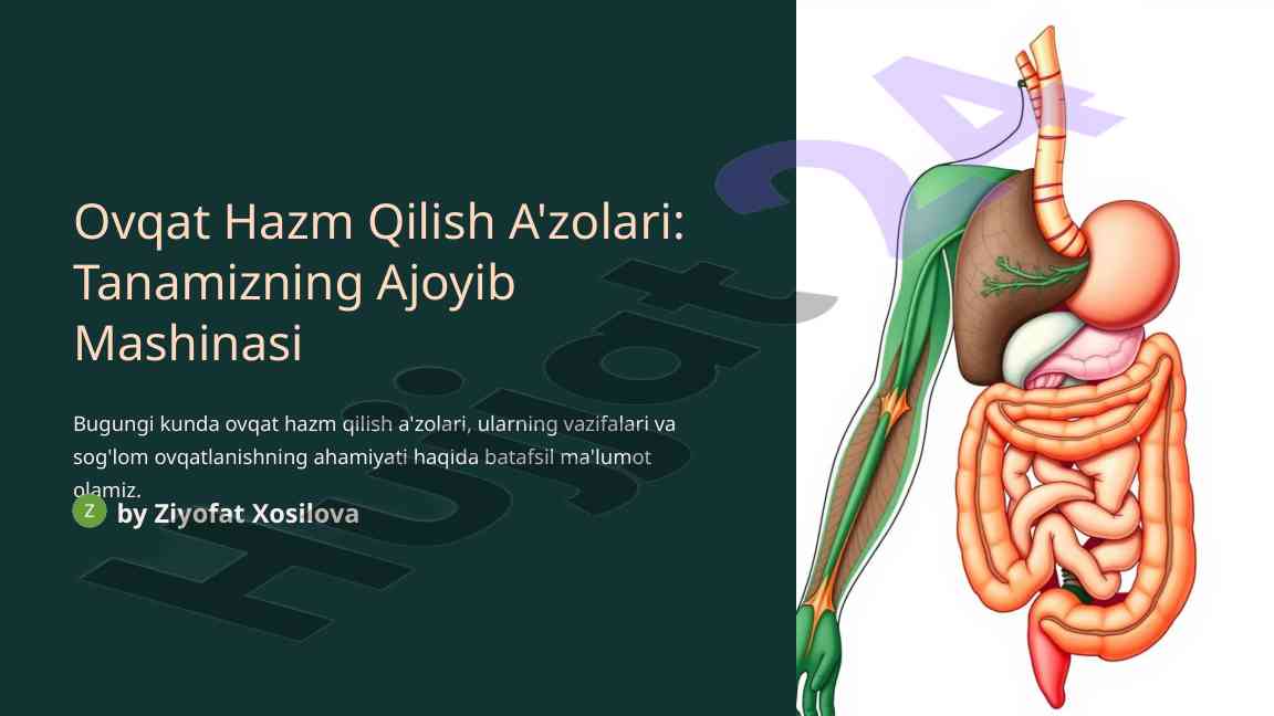 Ovqat hazm qilish a'zolari va ularning vazifalari