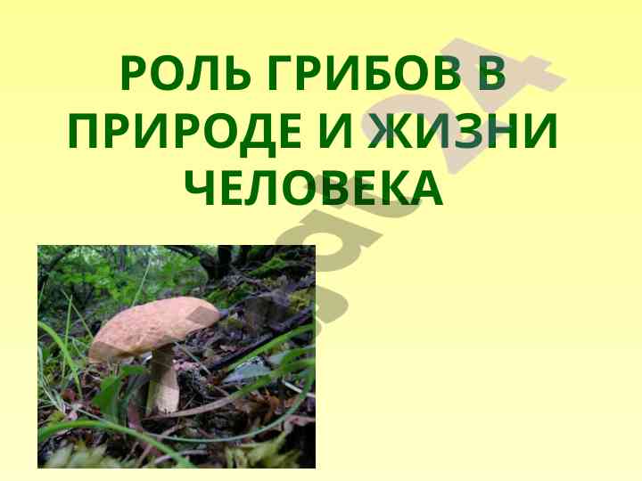 Роль грибов в природе и жизни человека