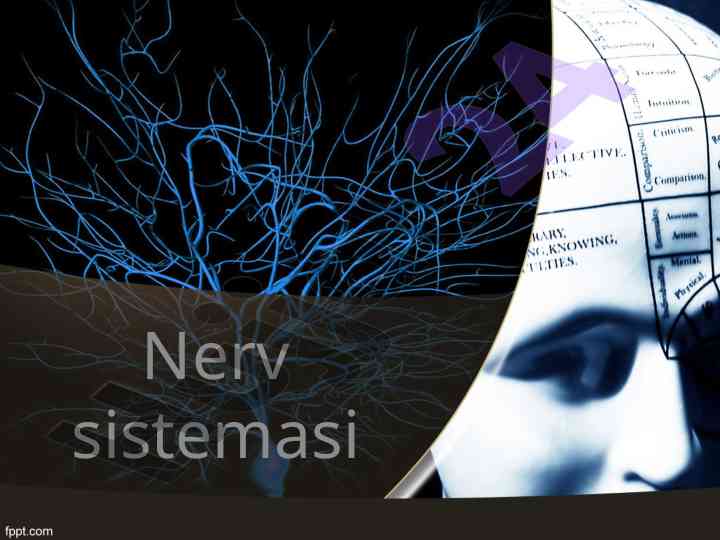 Nerv sistemasining funksiyalari va bo‘linishi