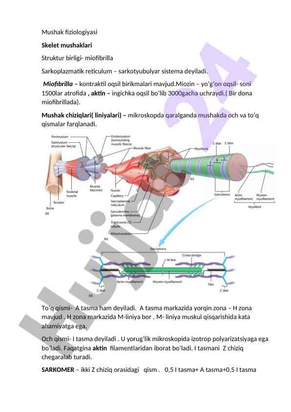 Mushak fiziologiyasi va struktur birligi