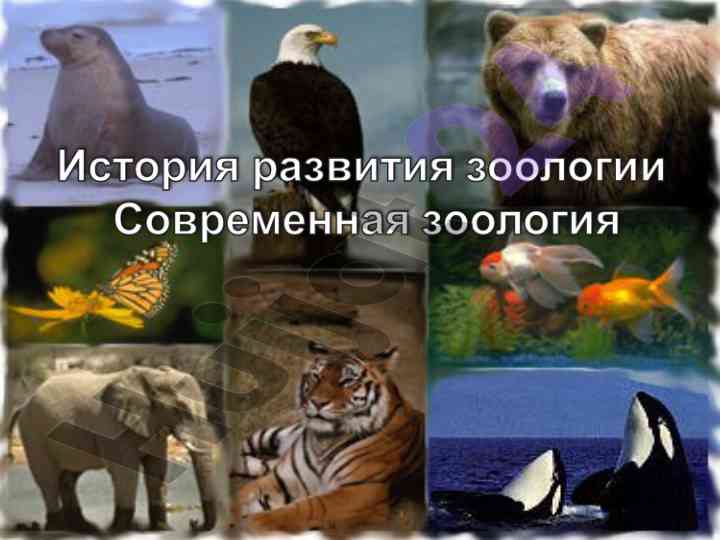 Что такое зоология и ее основные направления изучения