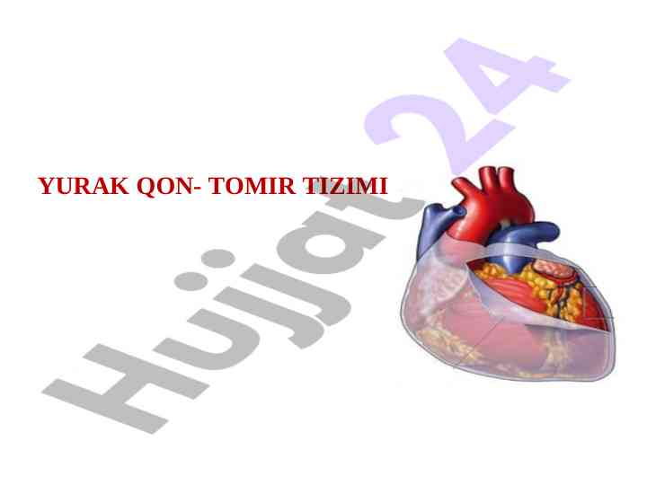 Yurak qon-tomir tizimi haqida ma'lumot
