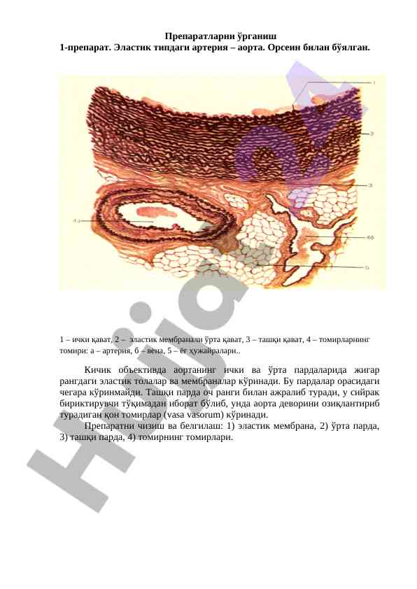 Arteriya tuzilishi va o‘rganish jihozlari