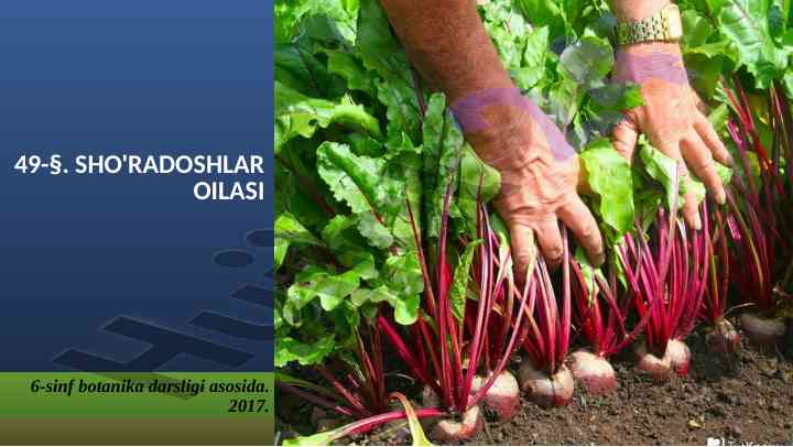 Sho'radoshlar oilasi 6-sinf botanika darsligi