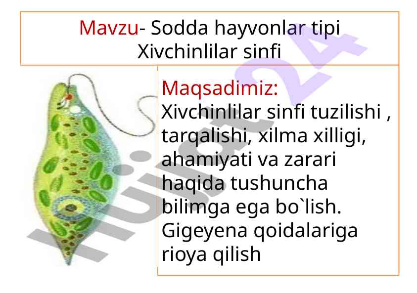 Sodda hayvonlar tipi xivchinlilar sinfi