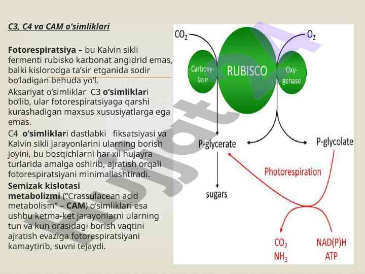 Fotorespiratsiya tushunchasi va o‘simliklar