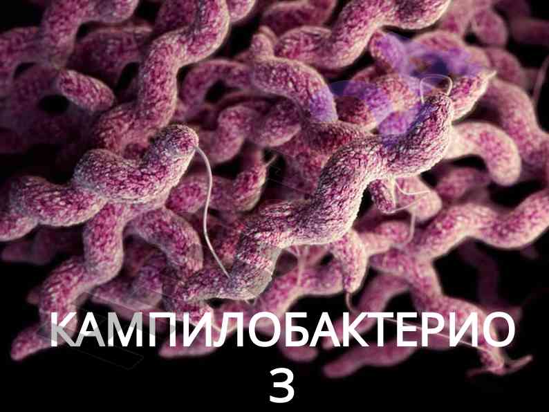 Кампилобактериоз: инфекционное заболевание и эпидемиология