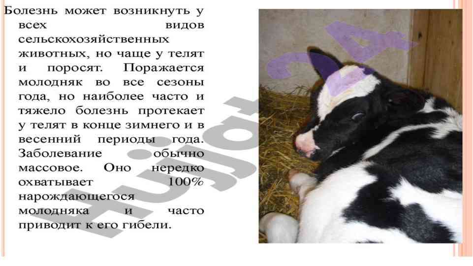 Гастроэнтерит нишонлари ва терапияси