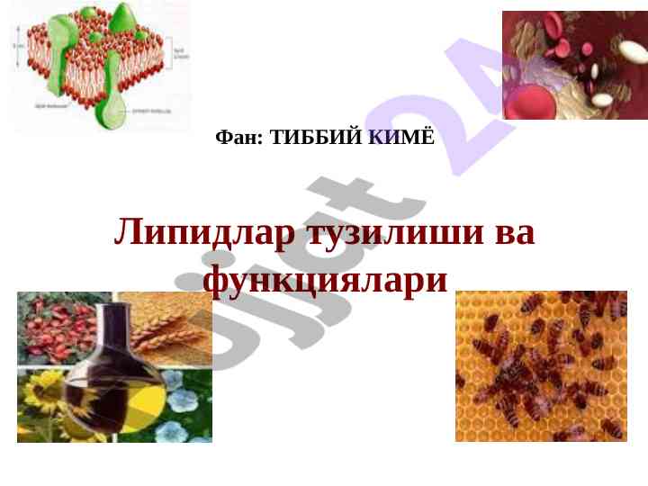 Липидлар тузилиши ва функциялари бойича таҳлил