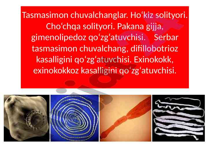 Tasmasimon chuvalchanglar tahlili va oziqlanishi