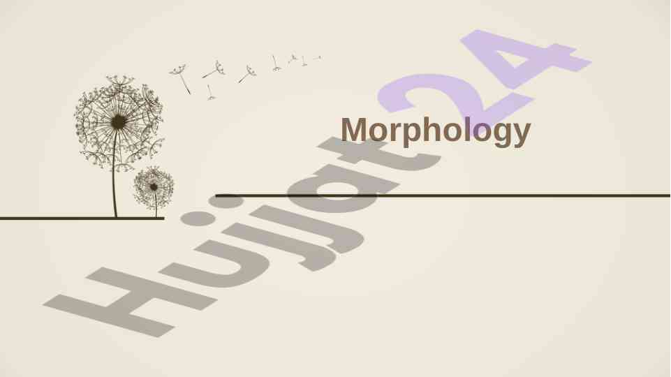 Morphology analysis of language structures and morphemes