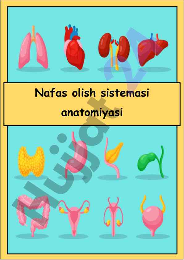 Nafas olish sistemasi anatomiyasi