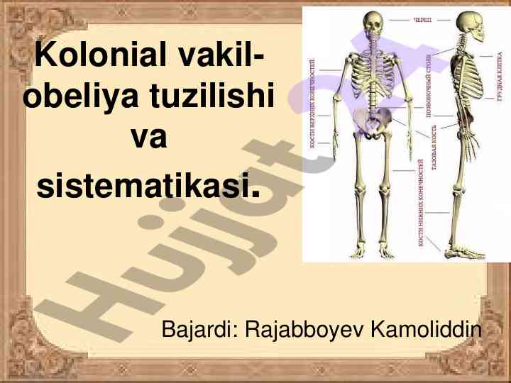 Kolonial vakil-obeliya tuzilishi va sistematikasi