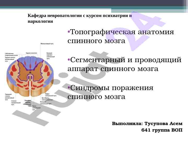 Топографическая анатомия спинного мозга