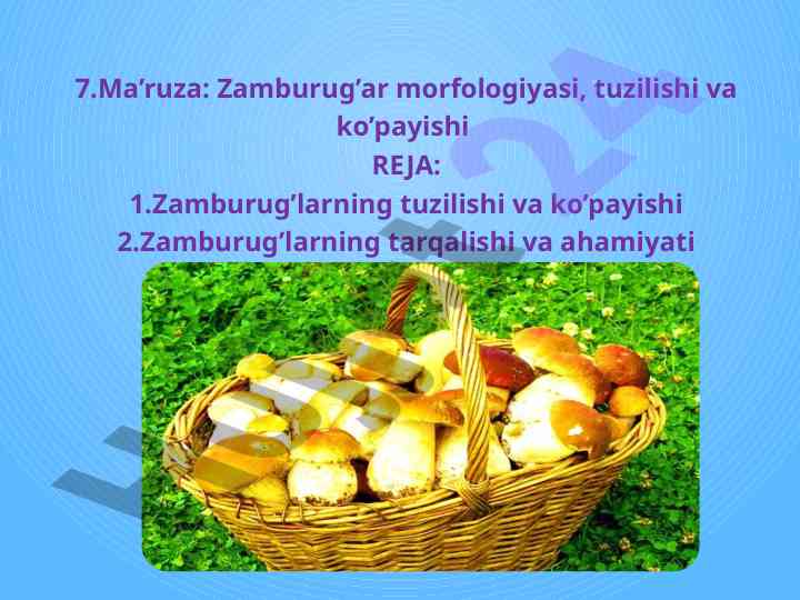 Zamburug’ar morfologiyasi va tuzilishi