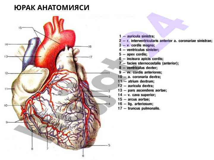 Yurak anatomiyasi va tashqi tuzilishi