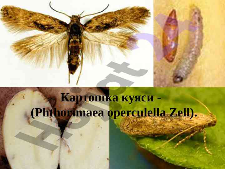Картошка куяси ҳақида илмий тадқиқот