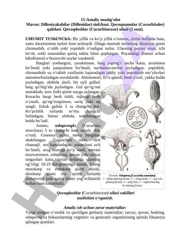 15-amaliy mashg‘ulot dilleniyakabilar sinfchasi