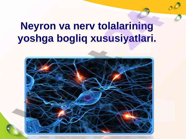 Neyron va nerv tolalarining yoshga bogliq xususiyatlari