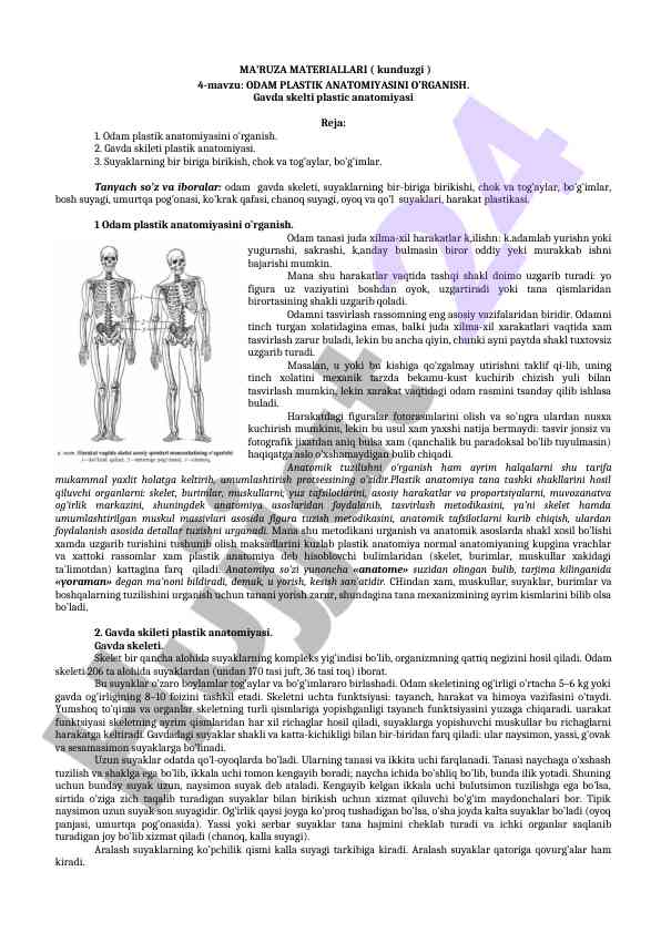 Odam plastik anatomiyasini o’rgatish 4-mavzu