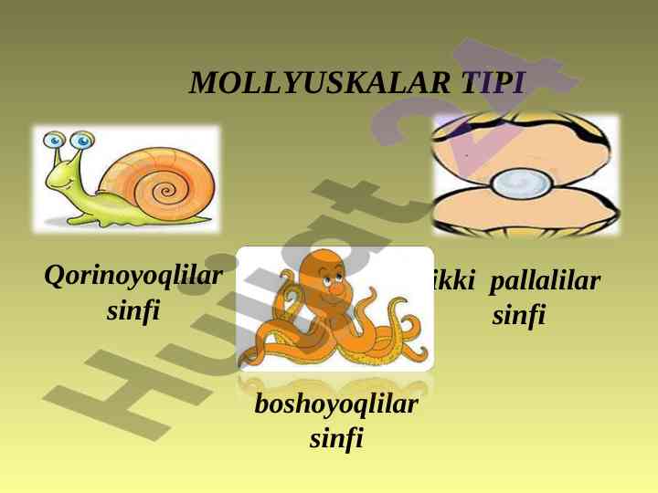 Mollyuskalar tipi va xususiyatlari
