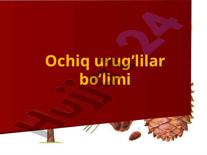 Gimnospermlar: urug' hosil qiluvchi o'simliklar tahlili