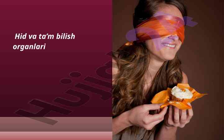 Hid bilish retseptorlari va ularning ahamiyati