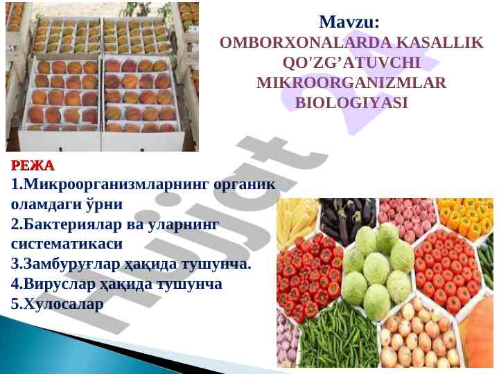 Mikroorganizmlarning o‘rni va tahlili omborxonalarda