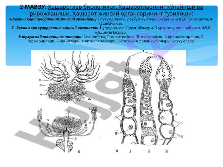 Ҳашаротлар биологияси кўпайиши вақтлари