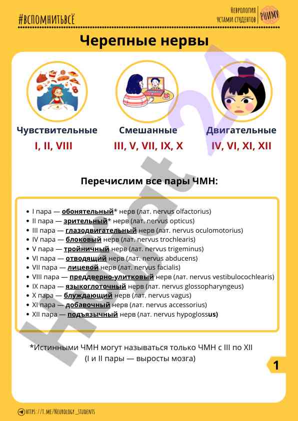 Anatomiya cherepnyx nervov i ii pary