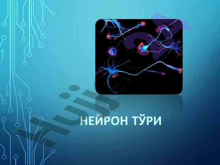 Neyron turi va ularning fiziologik vazifalari