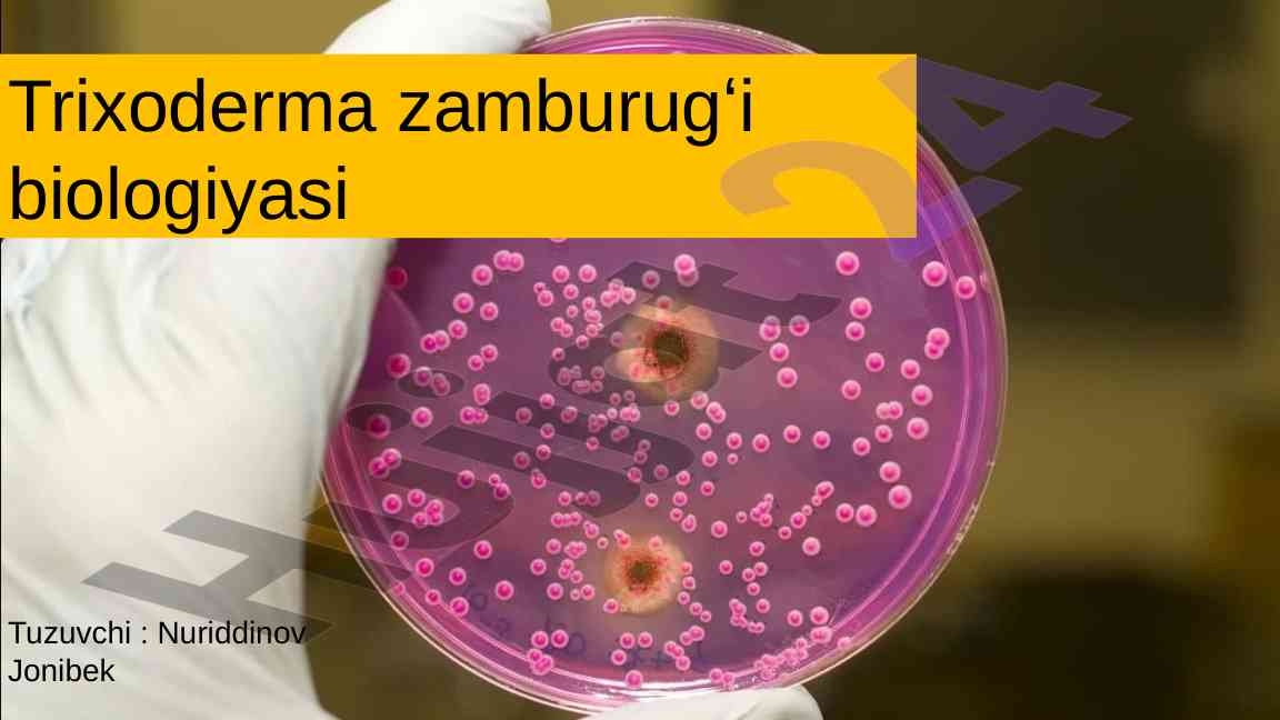 Trichoderma zamburugi biologiyasi taqdimoti