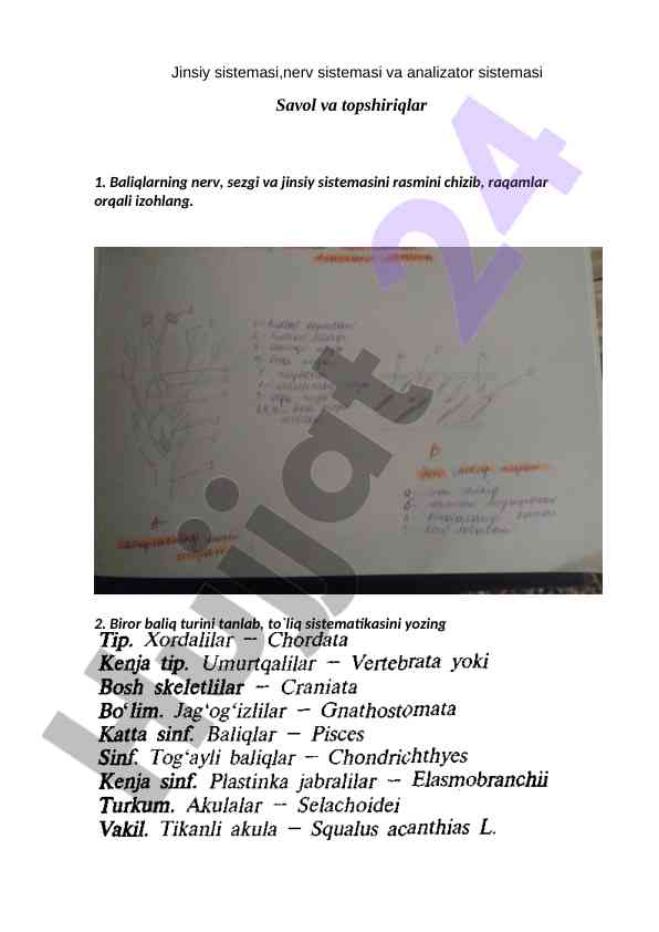 Baliqlar jinsiy va nerv sistemasining tahlili