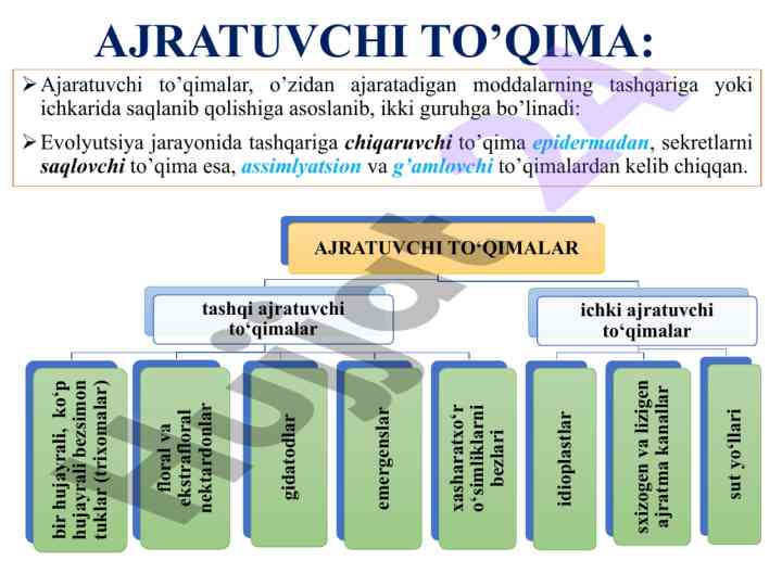 Ajratuvchi to‘qimalar va tashqi sekretsiya yechimlari